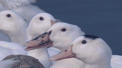 Laughing-Goose.gif.d2ef2a3c1cc69ce9edc098796dee5eff.gif