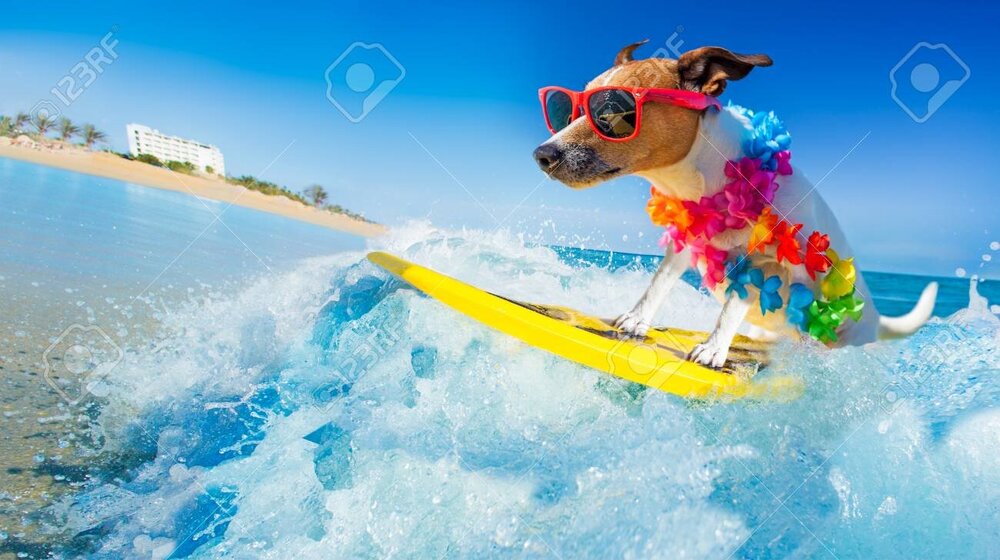 94490998-jack-russell-dog-surfing-on-a-wave-on-ocean-sea-on-summer-vacation-holidays-with-cool-sunglasses-and.thumb.jpg.c7378e81debf341200aaa85ac534acff.jpg