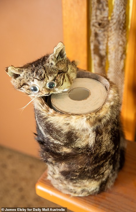 14129132-7076733-Mr_Green_has_also_turned_cat_pelts_into_toilet_roll_holders_but_-a-3_1559700239926.jpg.eb8b71f710c82903ac3083a27b7c5ea5.jpg