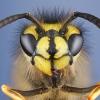 Septentrional Wasp